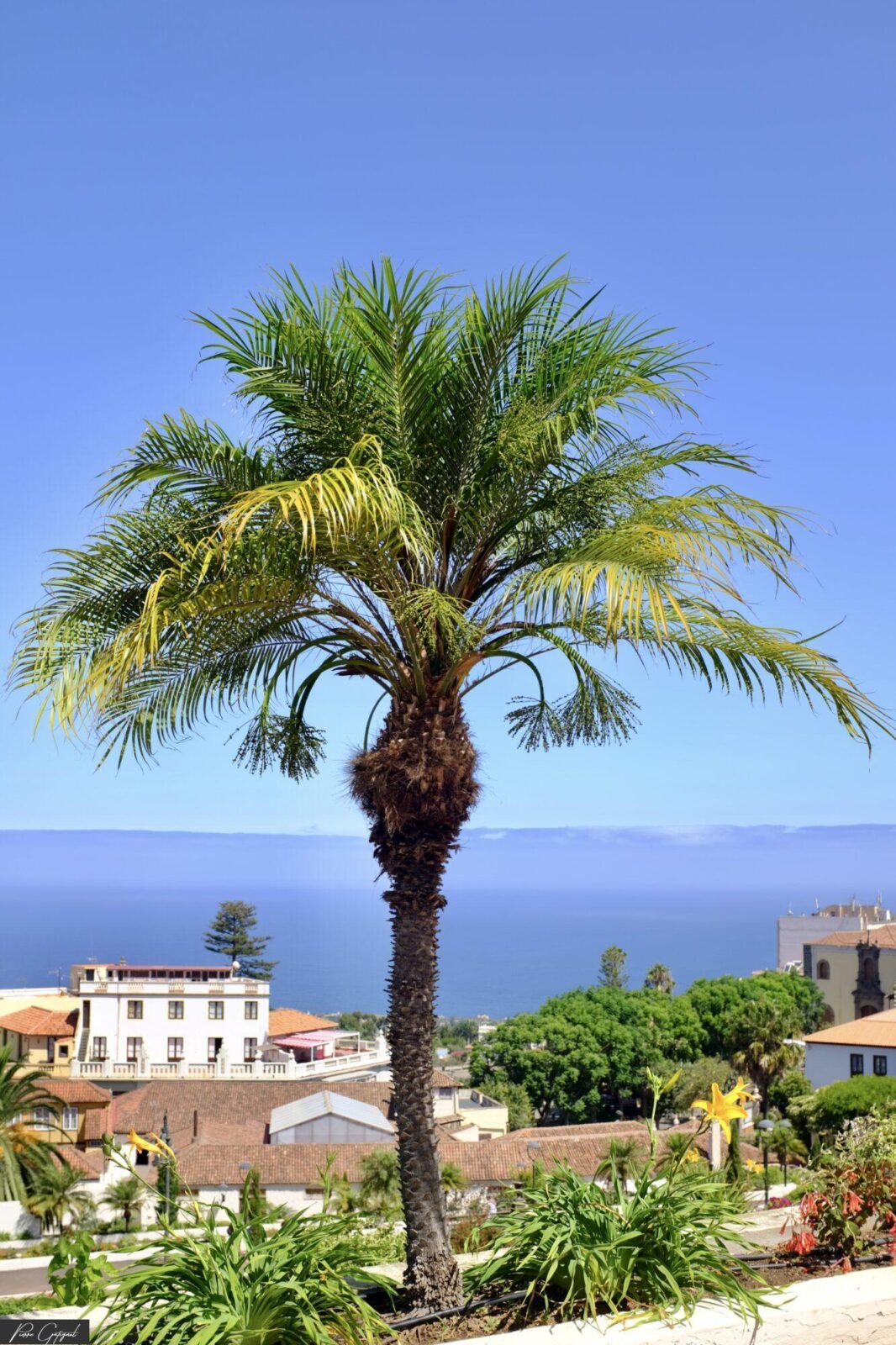 Palmier au premier plan devant un quartier côtier et la mer