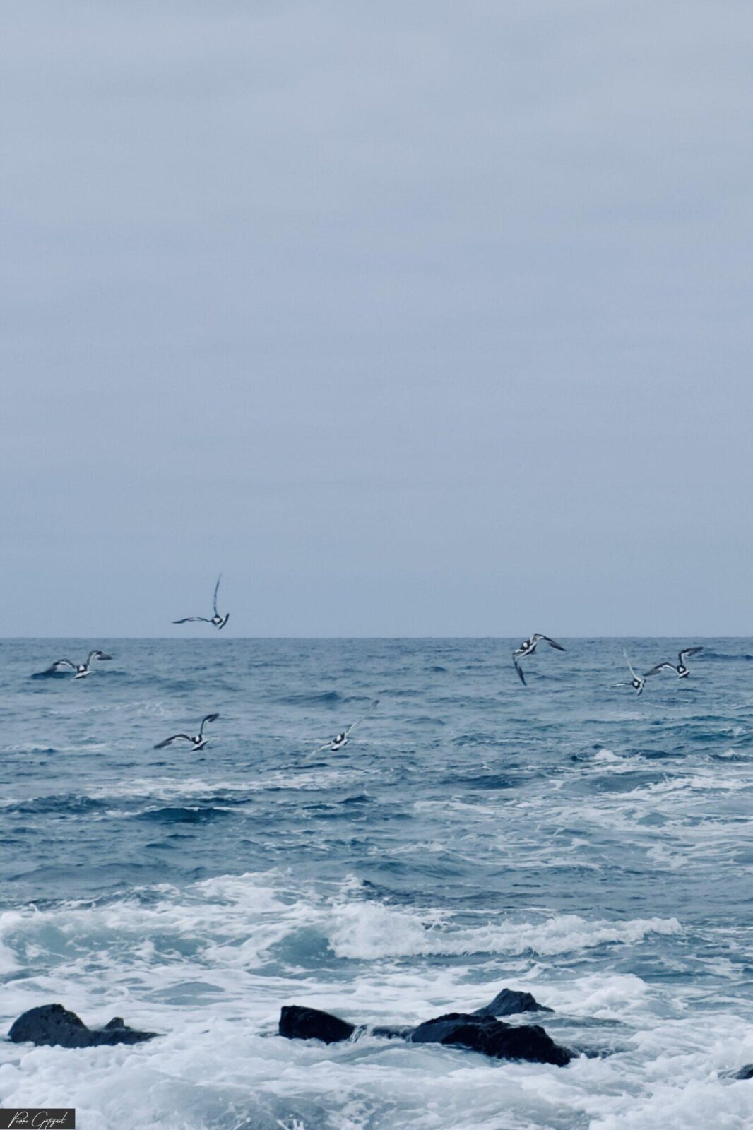 Oiseaux survolant les vagues près de rochers sombres