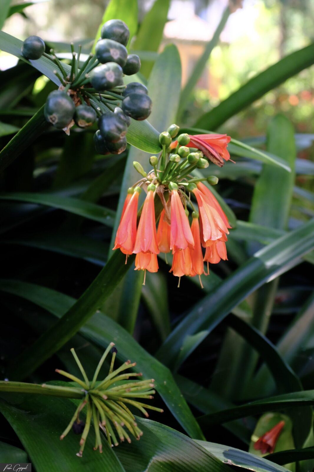 Fleurs orangées pendantes et baies sombres parmi des feuilles vertes