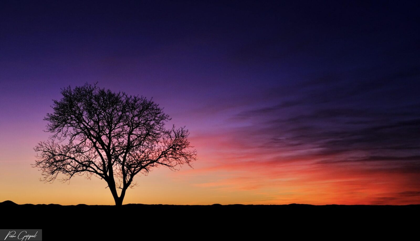 Arbre solitaire silhouetté devant un ciel coloré au coucher du soleil