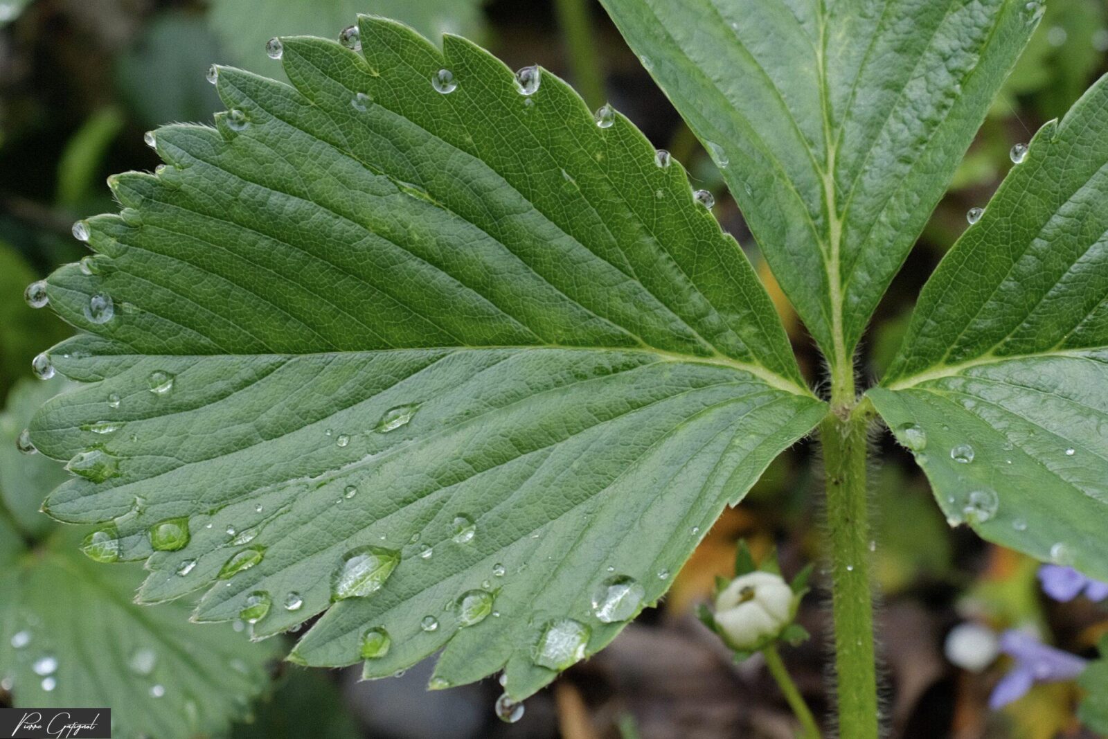 Feuille verte couverte de gouttes d’eau