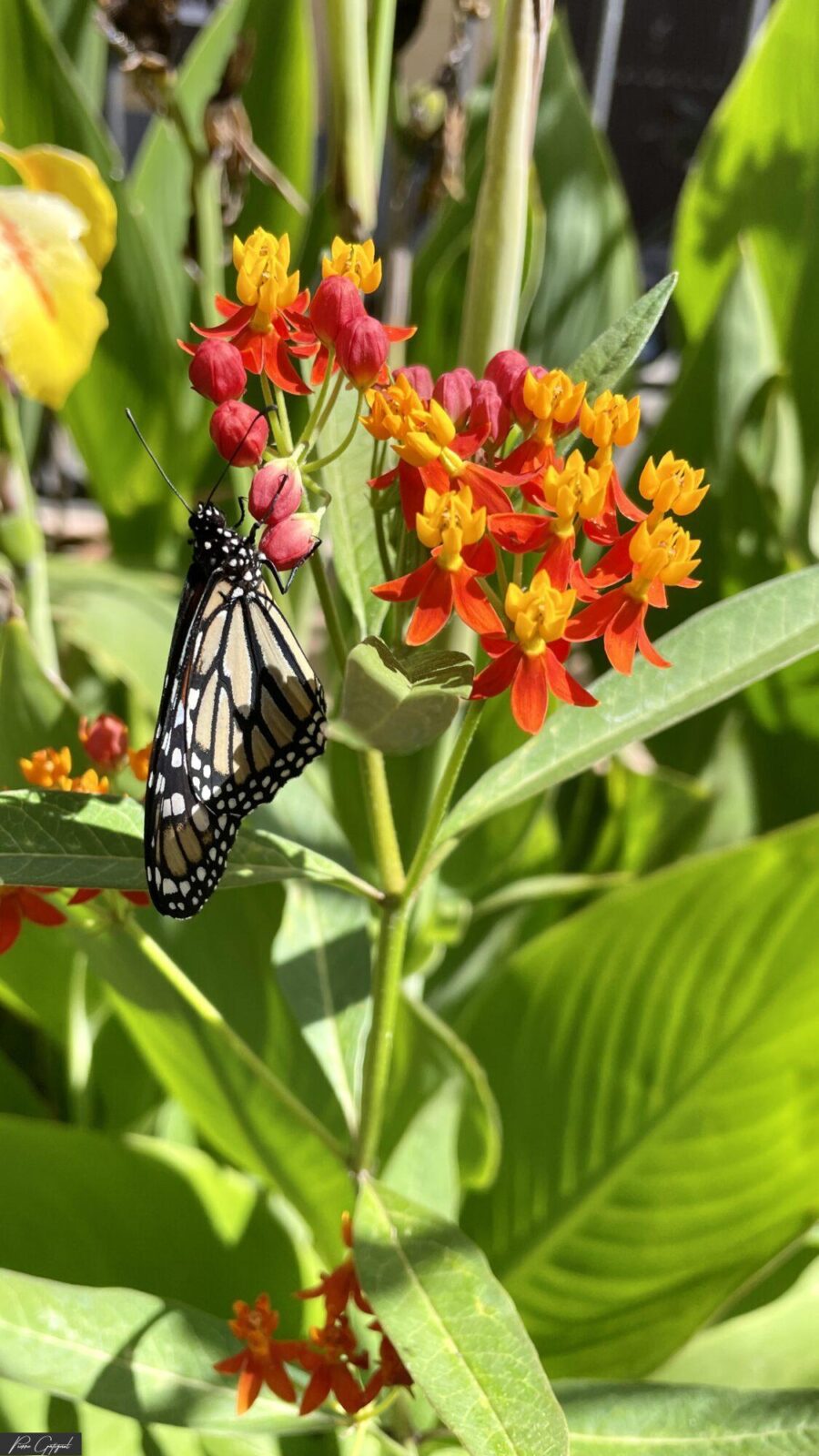 Papillon noir et orange posé sur des fleurs rouges et jaunes