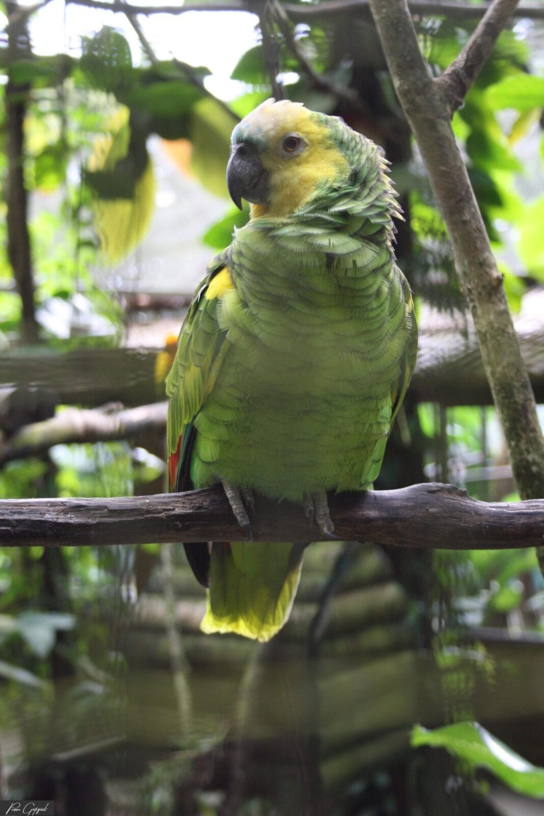 Perroquet vert perché sur une branche parmi les feuillages