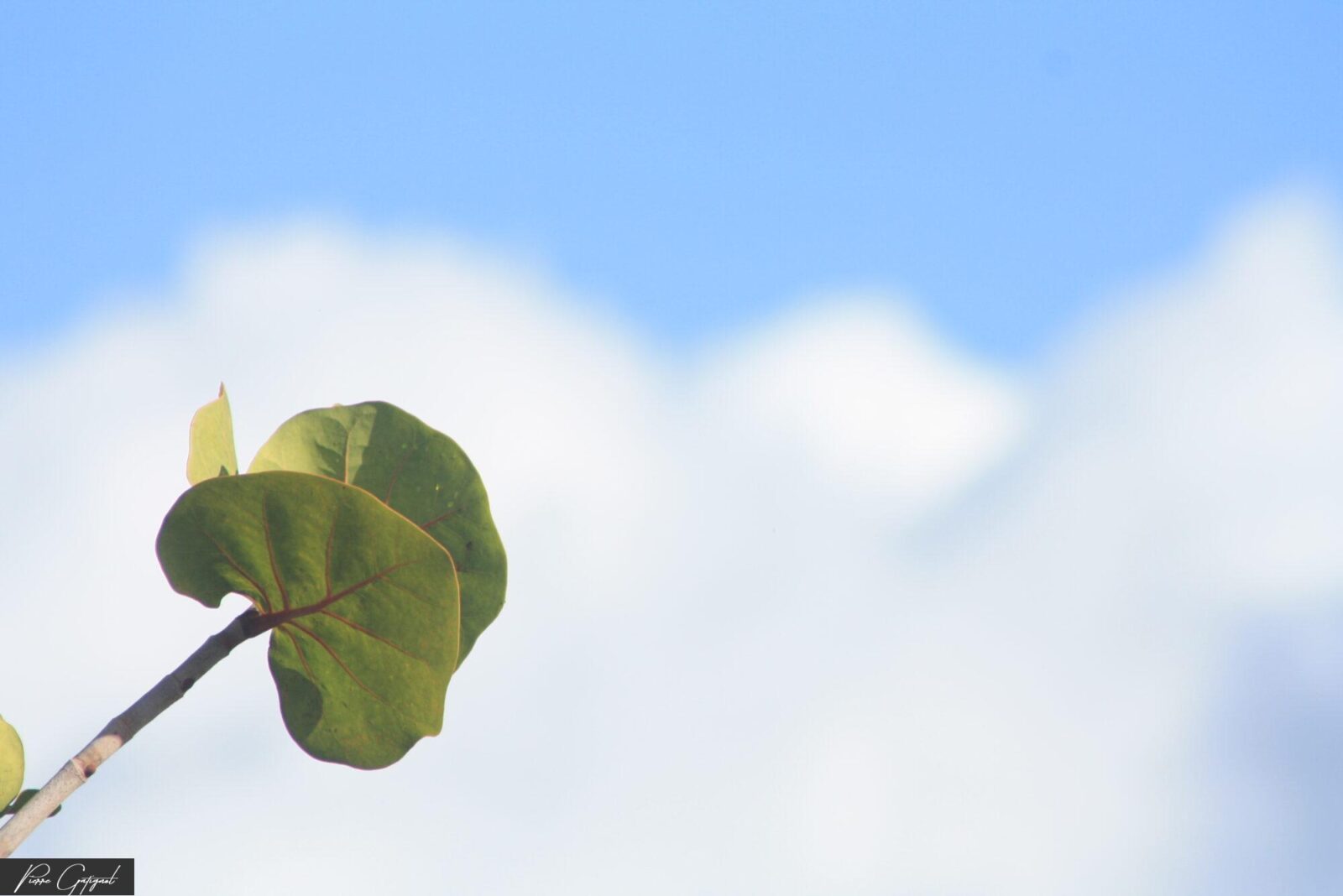 Feuille verte sur une branche devant un ciel bleu nuageux