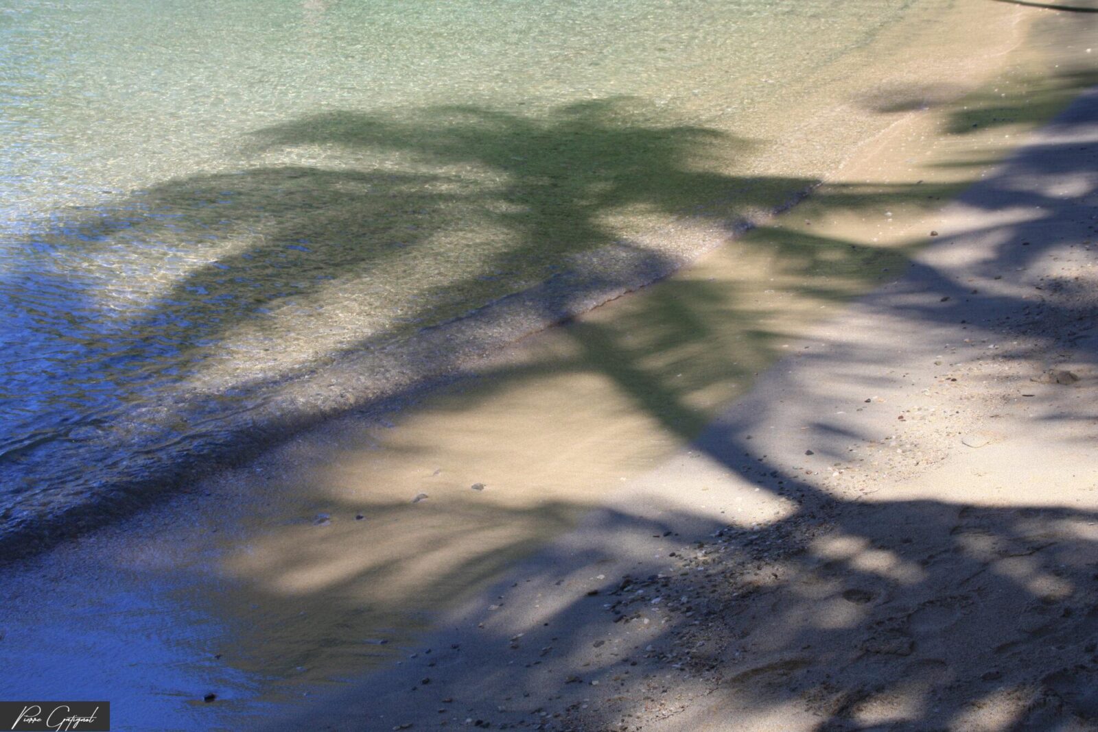 Ombres de feuillage sur sable au bord de l’eau
