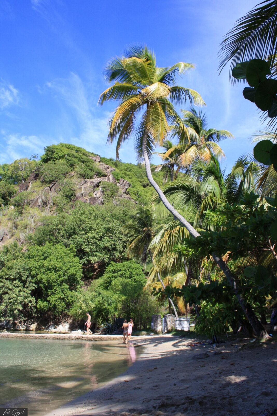 Plage bordée de palmiers au pied d’une colline boisée