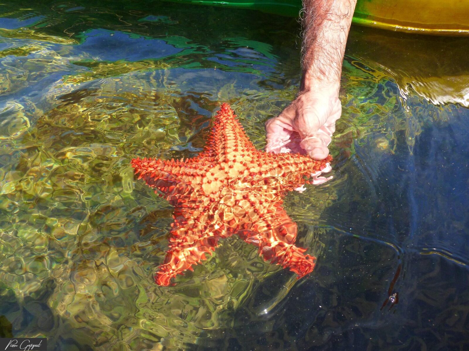 Main tenant une étoile de mer dans l’eau claire