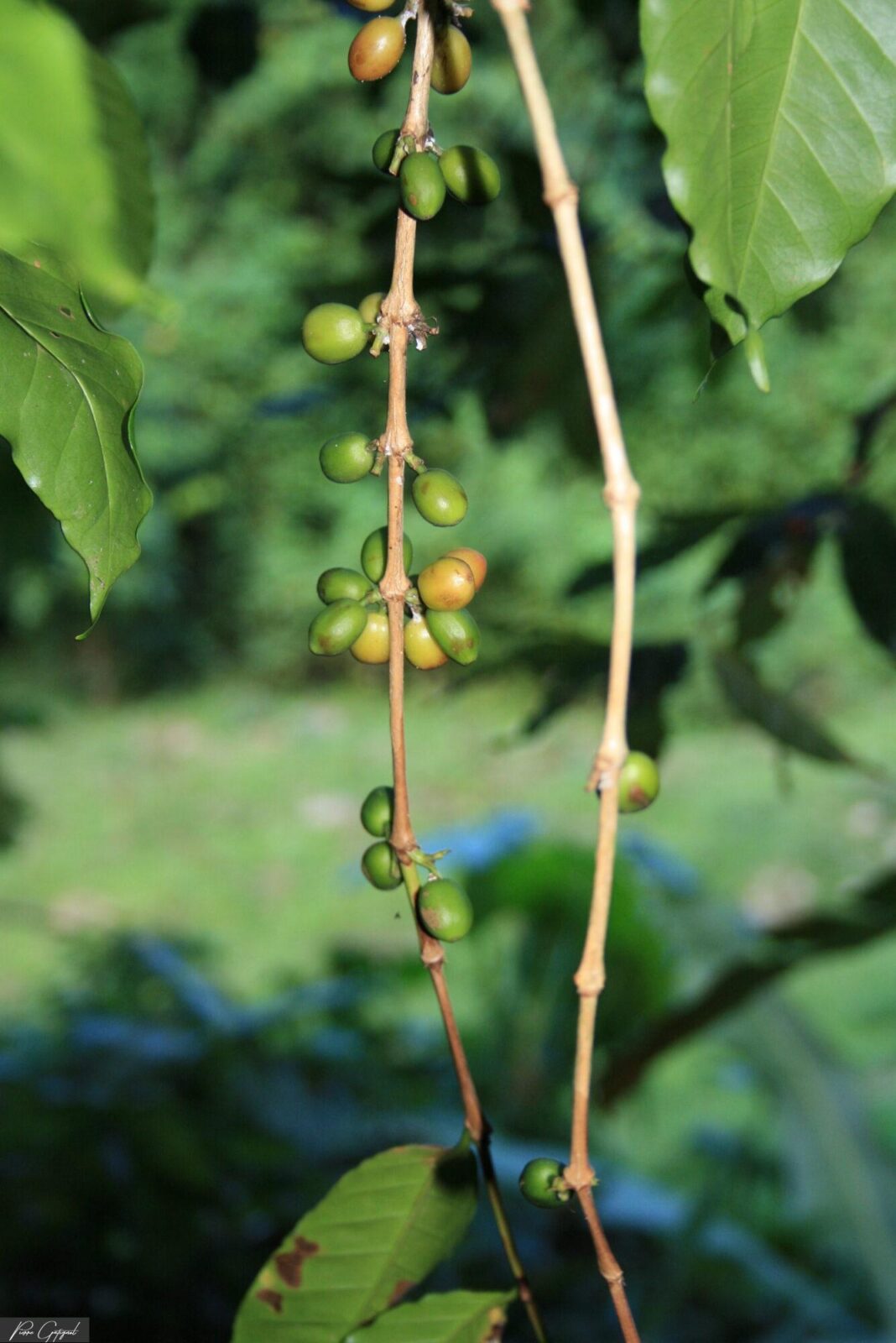 Fruits verts et orangés sur des tiges parmi de grandes feuilles