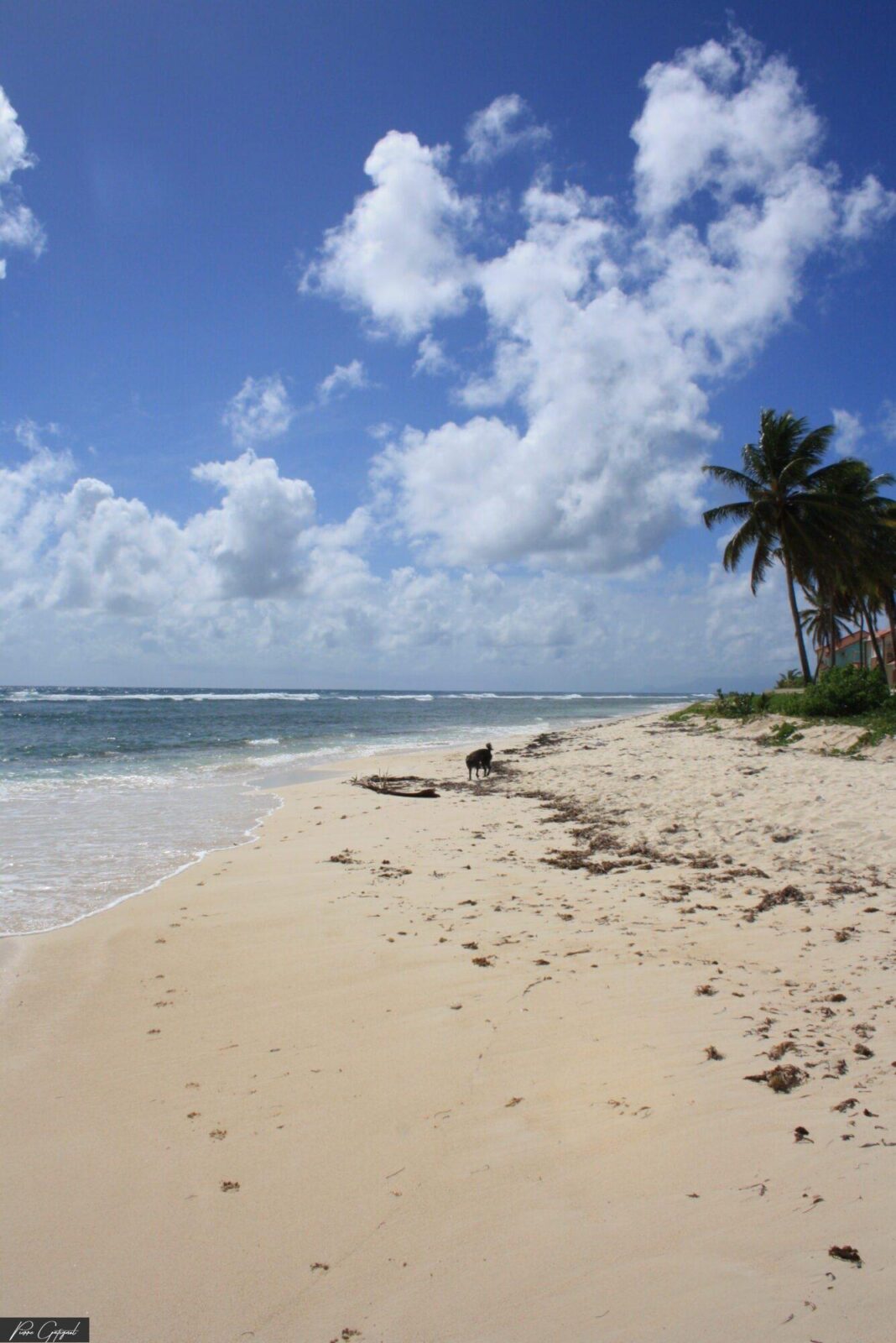 Plage de sable bordée d’un palmier, chien au loin