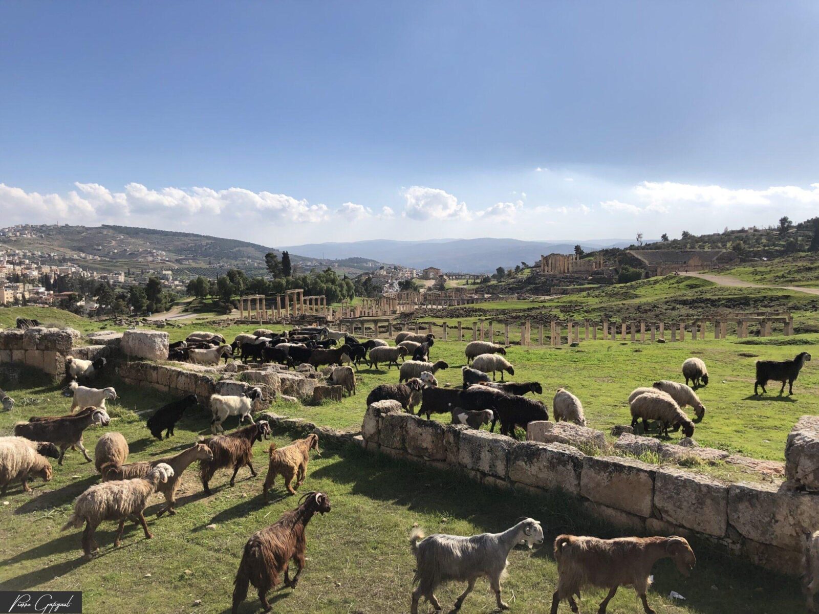 Moutons et chèvres parmi des ruines et colonnes anciennes