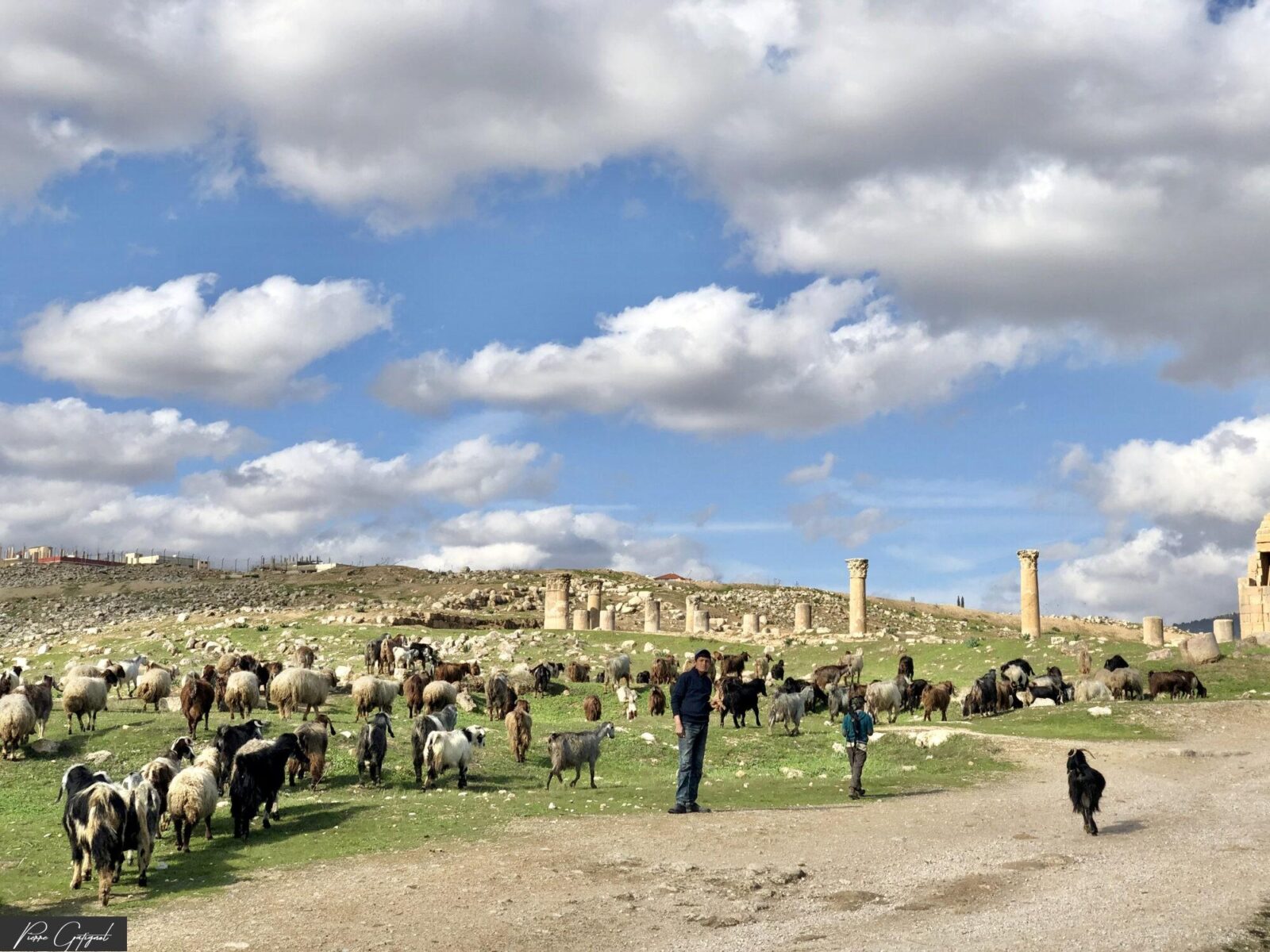 Troupeau de moutons et chèvres près de colonnes antiques