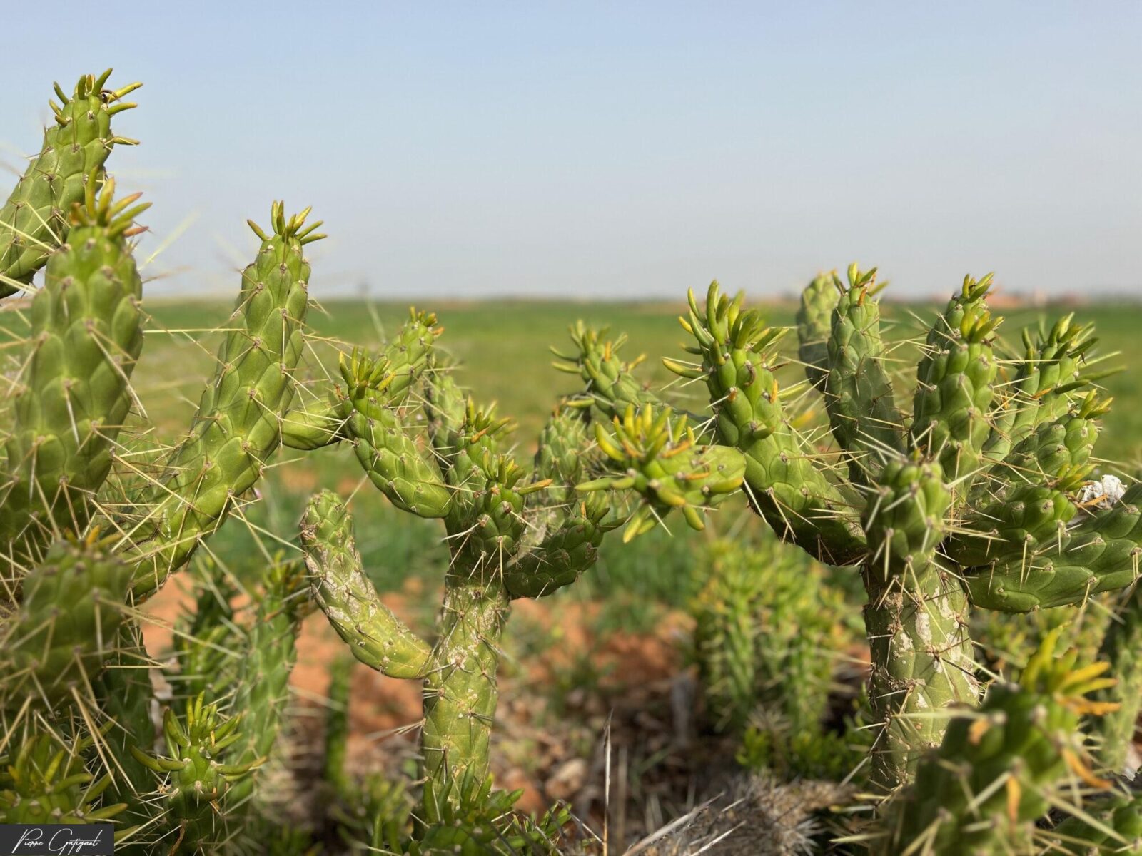 Cactus épineux dans un paysage rural verdoyant