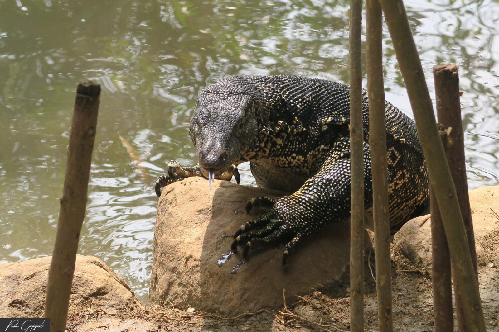 Varan tacheté posé sur un rocher au bord de l’eau