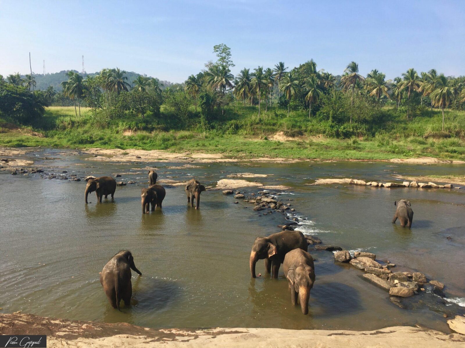 Éléphants traversant une rivière bordée de palmiers