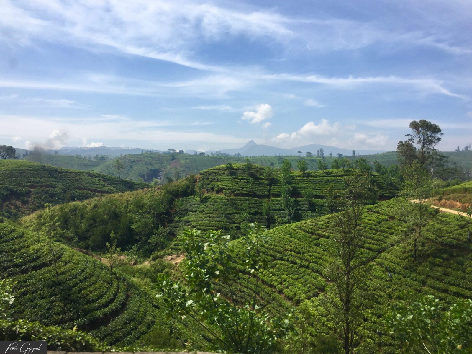 Plantations de thé en terrasses sur des collines verdoyantes