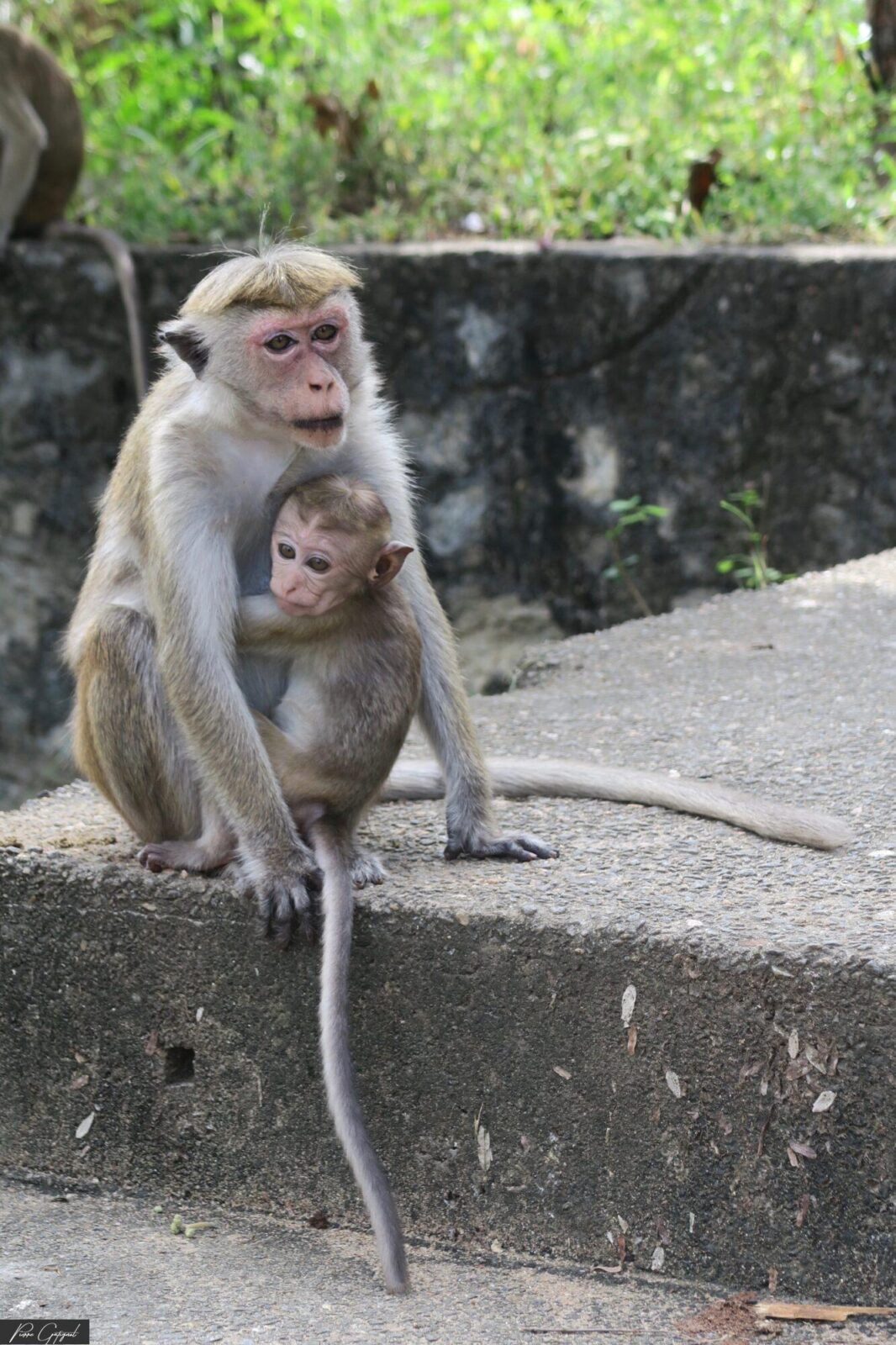 Macaque adulte tenant son petit sur une marche en béton