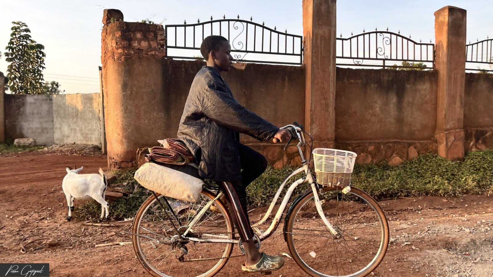Homme à vélo passant devant un portail, près d’une chèvre