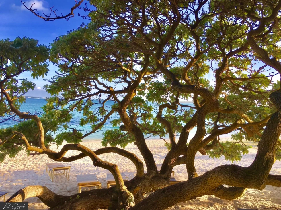Paysage ou ambiance de l’île Maurice