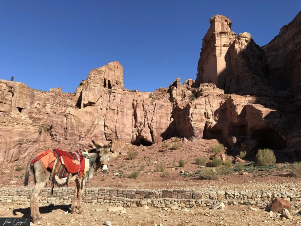 Scène observée pendant un reportage en Jordanie