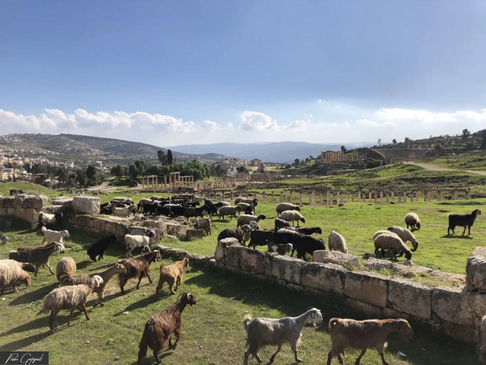 Scène de voyage en Jordanie