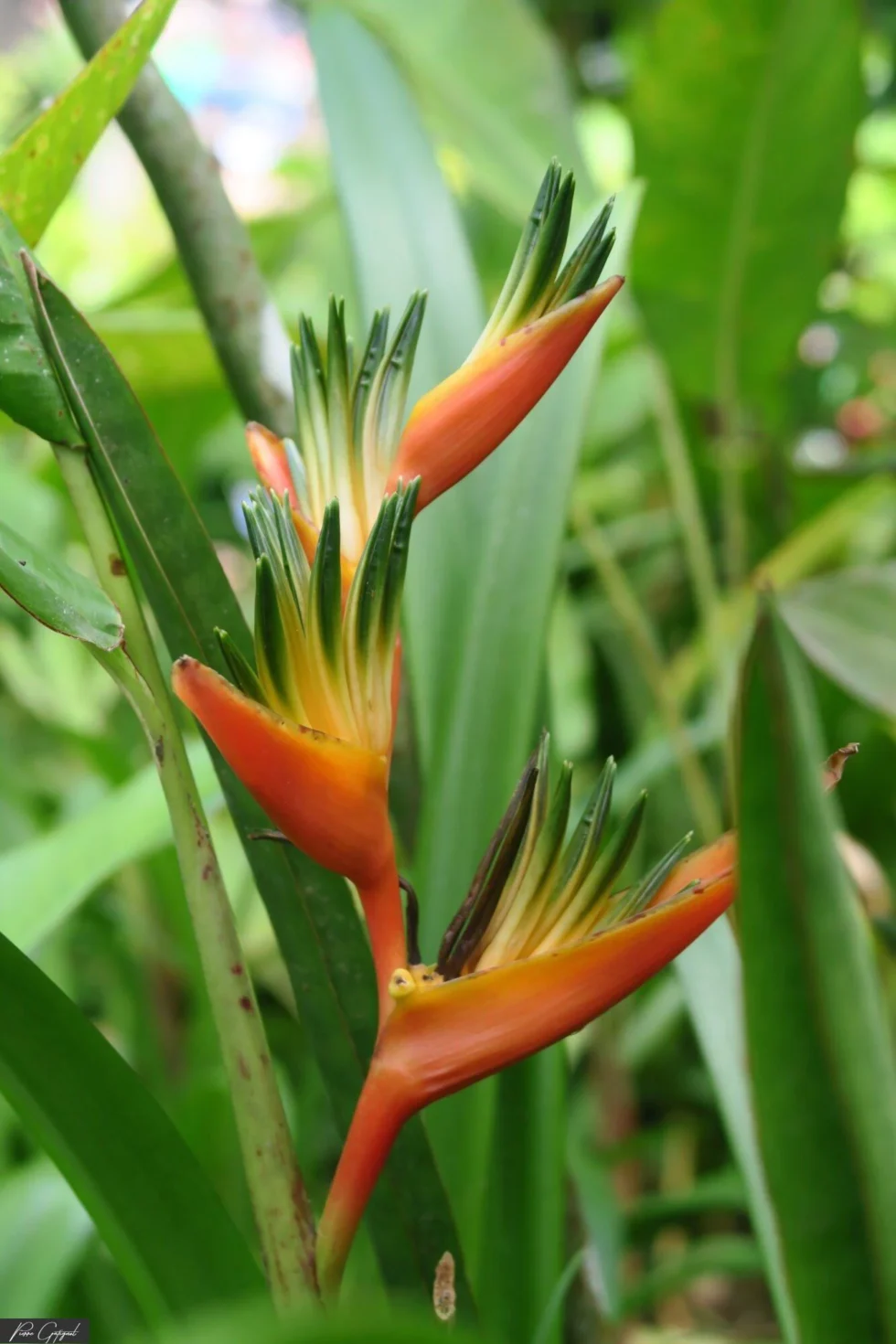 Vue captée lors d’un reportage en Martinique